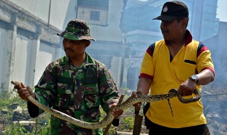 Petugas memperlihatkan ular piton dengan panjang sekitar 1,5 yang ditemukan di lahan bekas bangunan di Jalan Anggrek Raya Semarang, Jateng, Jumat (26/2). 