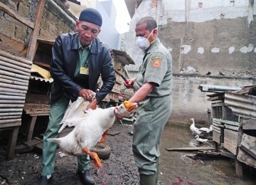 Petugas memusnahkan unggas-unggas dan kandangnya di RW 6, Sunter Agung, Tanjung Priok, Jakarta Utara, Senin (9/1).  (Republika/Aditya Pradana Putra)