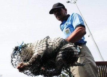 Petugas menangkap kucing liar yang berkeliaran di Ancol, Jakarta Utara, Selasa (21/2). (Republika/Aditya Pradana Putra)