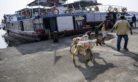 Petugas menarik kambing kurban yang akan dimasukkan ke dalam kapal motor di Pelabuhan kaliadem, Muara Angke, Jakarta, Kamis (7/7/2022). Menurut data dari Badan Amil Zakat Nasional Badan Amil Zakat Infak dan Sedekah (Baznas Bazis) Kepulauan Seribu, sebanyak 35 ekor hewan kurban di antaranya 26 ekor kambing dan sembilan ekor sapi akan dikirimkan ke sebelas pulau permukiman di Kepulauan Seribu untuk Idul Adha 1443 Hijriah. 