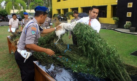 Petugas mengangkat pohon ganja basah saat rilis barang bukti hasil sitaan ladang ganja di halaman Polda Bengkulu, Senin (23/11).