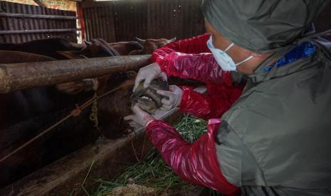 Petugas mengecek kondisi sapi milik warga di Kabupaten Batang, Jawa Tengah, Selasa (17/5/2022). Menurut petugas Dinas Kelautan, Perikanan, dan Peternakan Jateng, sebanyak 13 sapi di berbagai daerah di Kabupaten Batang terindikasi mengidap penyakit mulut dan kaki (PMK). 