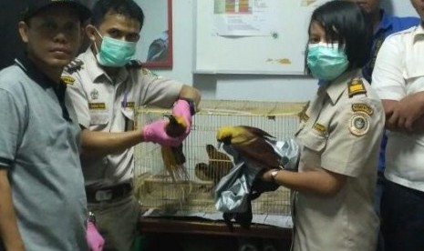 Petugas menggagalkan penyelundupan burung cendrawasih di Bandara Kuala Namu, Kamis (10/8).