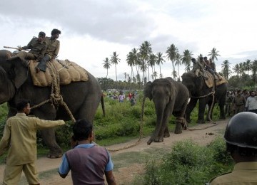 Petugas menggunakan dua gajah jinak dewasa untuk menggiring gajah yang mengamuk ke hutan terdekat. 