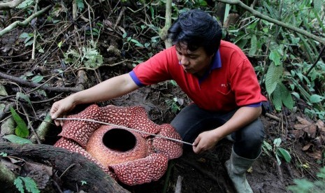 Petugas mengukur Rafflesia arnoldii enam kelopak yang mekar di kawasan Hutan Lindung (HL) Bukit Daun, Kabupaten Taba Penajung, Bengkulu.