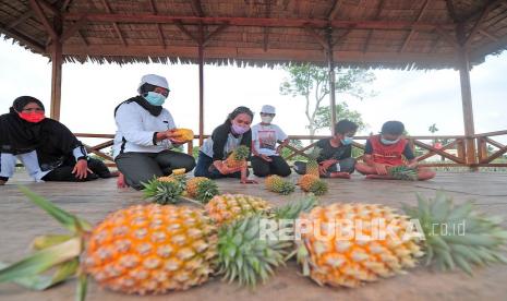 Nanas yang dipetik di Agrowisata Perkebunan Nanas Tangkit Baru, Sungai Gelam, Muarojambi, Jambi (ilustrasi). Jambi siap memperluas lahan perkebunan nanas untuk memenuhi kebutuhan industri besar.