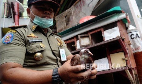 Petugas menunjukkan burung dara saat merazia unggas di kawasan Petogogan, Jakarta Selatan, Rabu (30/3).   (Republika/Yasin Habibi)