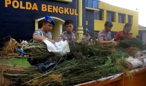 Petugas menunjukkan pohon ganja basah saat rilis barang bukti hasil sitaan ladang ganja di halaman Polda Bengkulu, Senin (23/11).