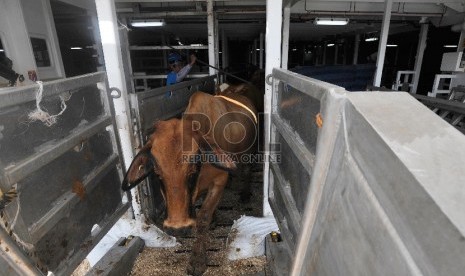  Petugas menurunkan sapi impor asal australia di Pelabuhan Tanjung Priok, Rabu (2/9).