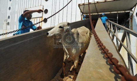  Petugas menurunkan sapi impor asal australia di Pelabuhan Tanjung Priok, Rabu (2/9).