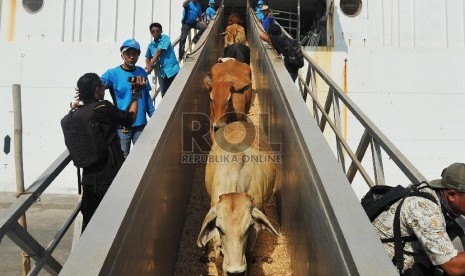 Petugas menurunkan sapi impor asal Australia di Pelabuhan Tanjung Priok, beberapa waktu lalu.Republika/Edwin Dwi Putranto