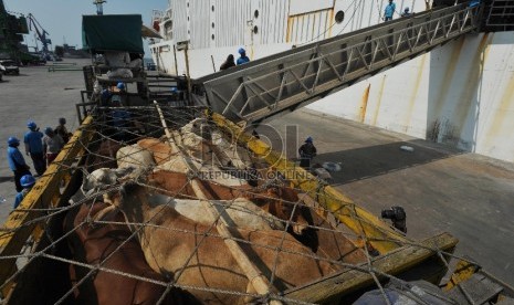 Petugas menurunkan sapi impor asal australia di Pelabuhan Tanjung Priok, Rabu (2/9).Republika/Edwin Dwi Putranto