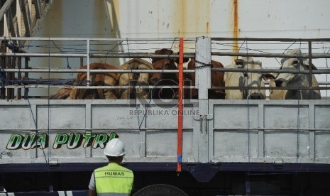 Petugas menurunkan sapi impor asal australia di Pelabuhan Tanjung Priok, Rabu (2/9).Republika/Edwin Dwi Putranto