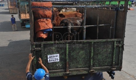 Petugas menurunkan sapi impor asal australia di Pelabuhan Tanjung Priok, Rabu (2/9).Republika/Edwin Dwi Putranto