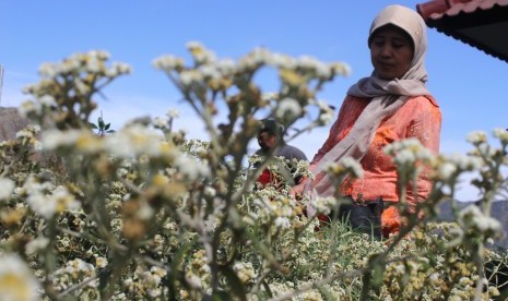 Petugas menyemaikan tanaman bunga edelweis (Anaphalis javanica) untuk dikembangbiakkan di kebun persemaian Taman Nasional Bromo Tengger Semeru (TNBTS), Sukapura, Probolinggo, Jawa Timur.