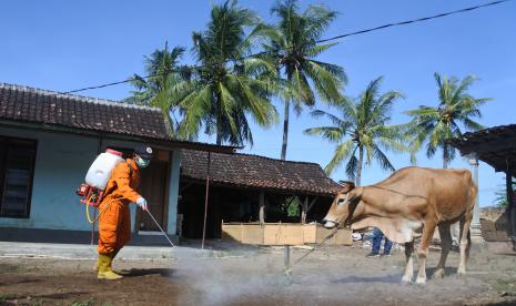 Petugas menyemprotkan cairan disinfektan di kandang hewan milik warga di Desa Kotakan, Situbondo, Jawa Timur, Kamis (19/5/2022). Dinas Peternakan dan Perikanan bersama BPBD Situbondo melakukan penyemprotan cairan disinfektan untuk mencegah penularan wabah penyakit mulut dan kuku (PMK) di kandang hewan ternak warga.