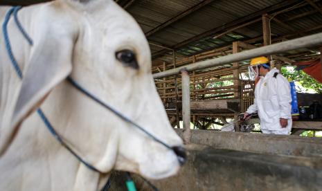 Petugas menyemprotkan cairan disinfektan di salah satu peternakan hewan di Panongan, Kabupaten Tangerang, Banten, Kamis (2/6/2022). Pemkot Tangsel akan melakukan pemeriksaan kesehatan hewan kurban antisipasi PMK.