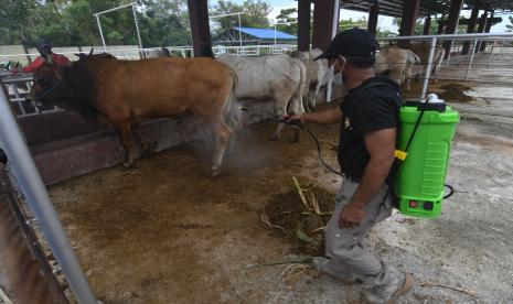 Petugas menyemprotkan cairan disinfektan ke sapi yang akan dikirim ke Kalimantan saat menjalani proses karantina di kandang Instalasi Karantina Hewan (IKH) Balai Karantina Pertanian di Palu, Sulawesi Tengah, Senin (23/5/2022). Balai Karantina Pertanian Palu melakukan tindakan karantina selama 14 hari bagi sapi yang akan dikirim ke luar daerah untuk mendeteksi dan mencegah penyakit mulut dan kuku (PMK) hewan ternak. 