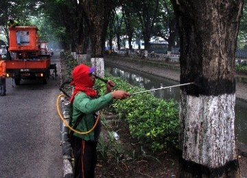 Petugas menyemprotkan insektisida untuk mencegah penyebaran ulat bulu.