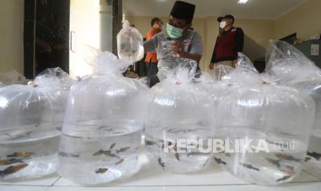 Petugas menyiapkan ikan platy untuk dibagikan kepada warga di lingkungan padat penduduk Kelurahan Pocanan, Kota Kediri, Jawa Timur, Jumat (7/1/2022). Pembagian predator jentik nyamuk berupa 2.000 ekor ikan cupang dan 500 ekor ikan platy oleh Pemkot Kediri tersebut guna mengendalikan penyebaran demam berdarah saat musim hujan.