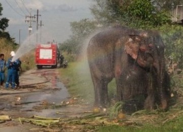 Petugas menyiramkan air ke tubuh induk dan anaknya yang memblokir jalan di Bengkalis, Riau, Rabu (23/3). 