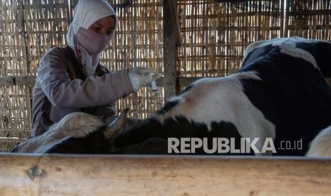 Disnak Tulungagung Gelar Vaksinasi Sapi Antisipasi Antraks (ilustrasi).