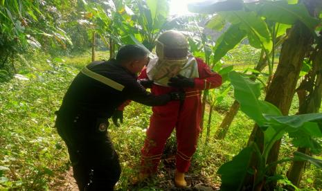 Petugas pemadam kebakaran Kabupaten Kuningan sedang mengevakuasi sarang tawon Vespa affinis yang dilaporkan telah menyengat empat warga setempat, Kamis (12/1/2023). 