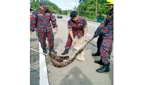 Petugas Pemadam Kebakaran Brunei Darussalam mengevakuasi ular piton dari gorong-gorong masjid.