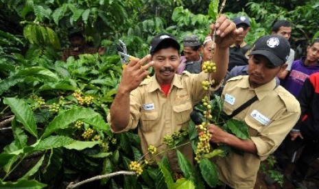 Petugas penyuluh lapangan menunjukan cara memanen kopi robusta kepada petani kopi saat sekolah lapangan di desa Ngarip, Ulu Belu, Tanggamus, Lampung. (ilustrasi)