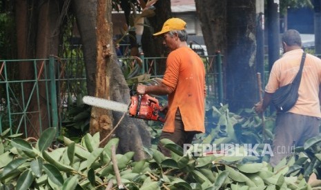 Petugas pertamanan kota sedang mencacah dahan-dahan pohon saat ditebang di taman kota di kisaran jalan Dermag.