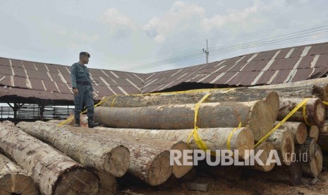 Petugas Polisi Kehutanan memeriksa kayu-kayu barang bukti.