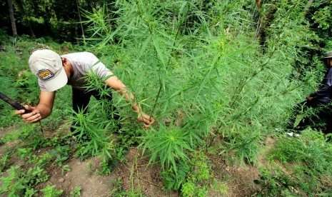 Petugas memusnahkan tanaman ganja di sebuah ladang (ilustrasi)