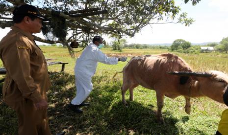 Upaya pencegahan penuluran hewan PMK di Aceh (Ilustrasi). Pemeriksaan hewan qurban sebagai upaya cegah penularan wabah PMK  