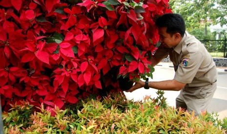 Petugas Suku DInas Pertamanan Jakarta Pusat merapikan daun kastuba yang sudah layu di Taman Kota Segitiga Boedi Utomo, Jakarta Pusat, Selasa (10/6).