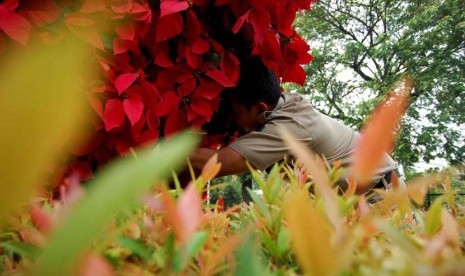 Petugas Suku DInas Pertamanan Jakarta Pusat merapikan daun kastuba yang sudah layu di Taman Kota Segitiga Boedi Utomo, Jakarta Pusat, Selasa (10/6).