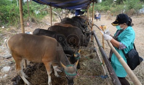 Petugas Suku Dinas Pertanian dan Peternakan Jakarta Pusat melakukan pemeriksaan kesehatan hewan kurban di kawasan Tanah Abang, Kamis (10/9).  (Republika/Yasin Habibi)