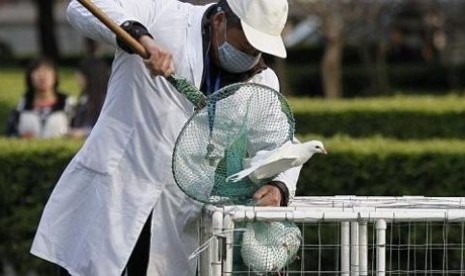 Petugas taman menangkapi burung-burung merpati di taman-taman Shanghai, Cina. Pemerintah meningkatkan upaya untuk menekan wabah flu burun dari strain virus baru, H7N9.