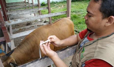 Petugas tim Quality Control Dompet Dhuafa melakukan pengecekan hewan kurban.