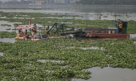 Petugas UPK Badan Air DLH DKI Jakarta membersihkan tanaman eceng gondok di Waduk Pluit, Jakarta, Rabu (31/8/2022). Unit Pelaksana Kebersihan (UPK) Badan Air Dinas Lingkungan Hidup (DLH) DKI Jakarta meyebutkan pembersihan eceng gondok itu untuk mencegah terjadinya pendangkalan air di waduk tersebut. 