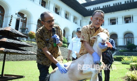 Petugas UPTD Balai Kesehatan Hewan dan Kesehatan Masyarakat Veteriner menjelaskan cara memeriksa kelayakan dan kesehatan hewan kurban pada acara Jabar Punya Informasi (Japri), di Gedung Sate, Kota Bandung, Kamis (1/8). Simulasi tersebut bertujuan untuk 