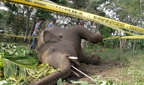 Petugas Yayasan Perlindungan Satwa Bener Meriah (YPSBM) menyaksikan seekor gajah Sumatera yang mati di Desa Payah Lah, Kecamatan Ketol, Kabupaten Aceh Tengah, Aceh, Jumat (19/2).   (Antara/Risky Pinossa)