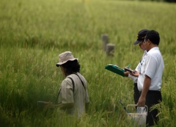 Petugas dari Badan Pengawas Tenaga Nuklir (Bapetan) dan Badan Tenaga Nuklir Nasional (Batan) memeriksa lokasi crop circle di Berbah, Sleman.