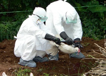 Petugas memusnahkan unggas yang terjangkit flu burung