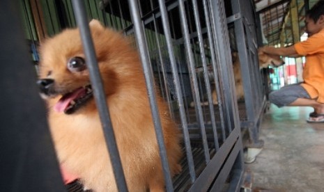 Pilih kandang yang ukurannya disesuaikan dengan besar anjing, agar hewan peliharaan tidak tersiksa dalam kandangnya.