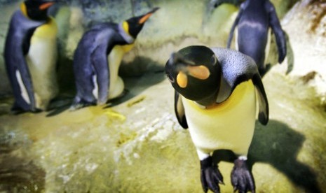Terdampar di Pantai, Ratusan Penguin Terkecil di Dunia Mati
