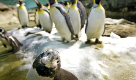 Pinguin dari Singapura akan segera diterbangkan ke Yogyakarta.