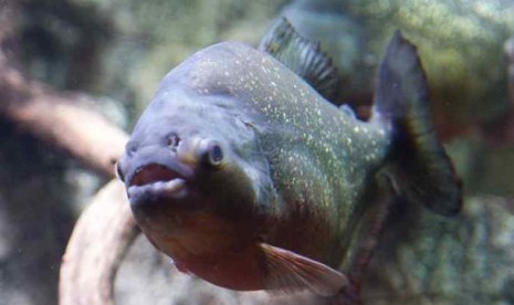 Piranha. 