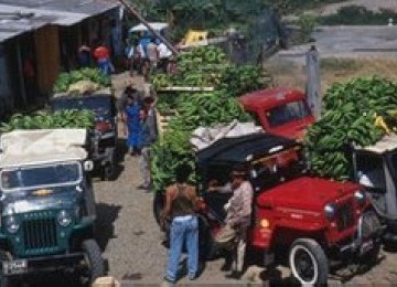 Pisang adalah industri perkebunan besar di Kolombia.