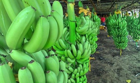 Pisang sebagai komoditas hortikultura yang diminati pasar ekspor