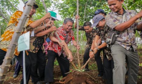 Pj Bupati Banjarnegara, Tri harso Widirahmanto dalam acara Gerakan Merdeka Panen Ubi Kayu di Desa Pucungbedug, Kecamatan Purwanegara, Rabu (31/8/22). 